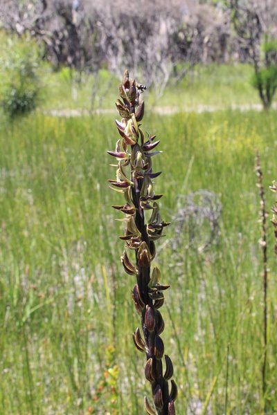 Prasophyllum regium, photographed by Em Lamond