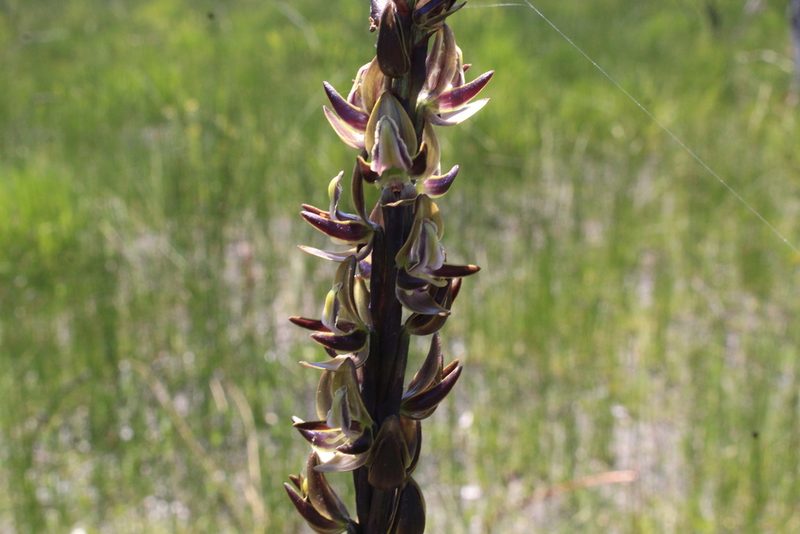 Prasophyllum regium, photographed by Em Lamond