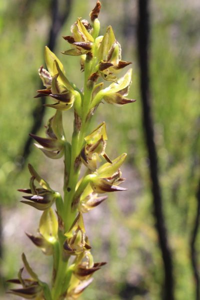Prasophyllum regium, photographed by Em Lamond