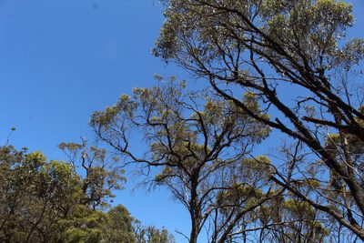 Eucalyptus occidentalis, photographed by Em Lamond