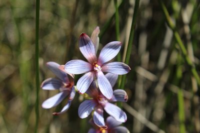 Thelymitra canaliculata, photographed by Em Lamond