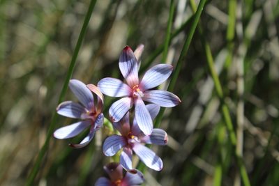 Thelymitra canaliculata, photographed by Em Lamond