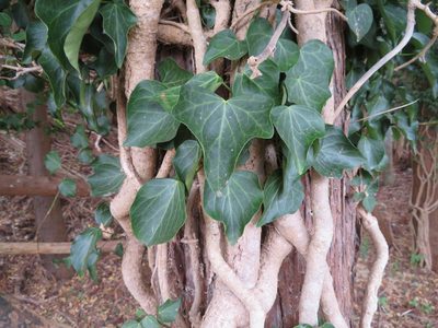 Hedera rhombea, photographed by Marco Mussita