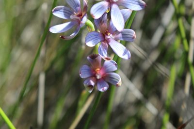 Thelymitra canaliculata, photographed by Em Lamond