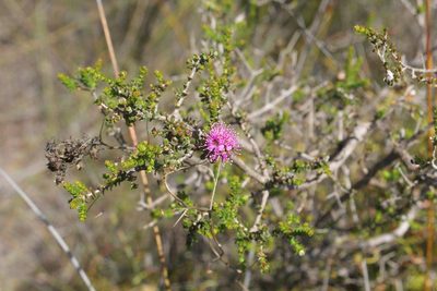 Kunzea recurva, photographed by Em Lamond