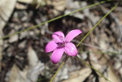 Caladenia emarginata, photographed by Em Lamond
