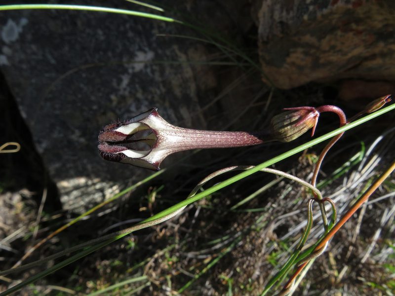 Ceropegia leptophylla, photographed by James Deacon