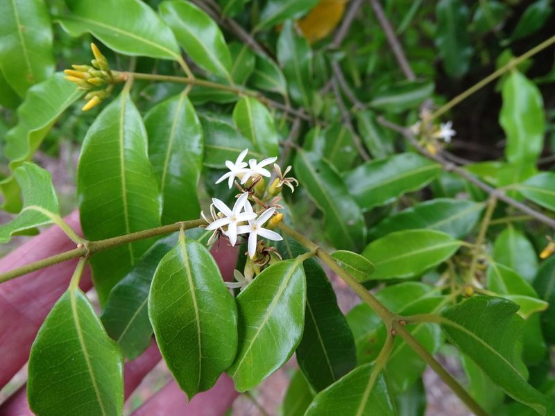 Landolphia kirkii, photographed by Shaun Swanepoel