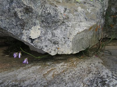 Heliophila suavissima, photographed by James Deacon