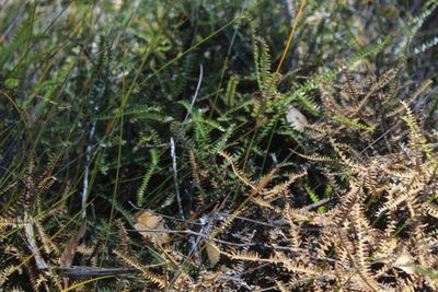 Banksia dryandroides, photographed by Em Lamond