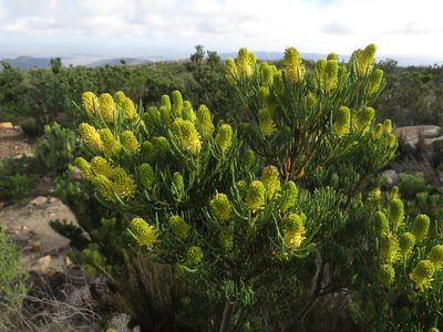 Leucadendron nobile, photographed by James Deacon