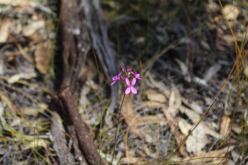 Stylidium hirsutum, photographed by Em Lamond