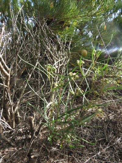 Schizoglossum aschersonianum, photographed by James Deacon
