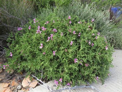 Pelargonium glutinosum, photographed by James Deacon