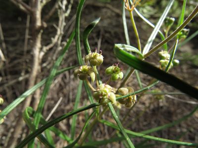 Schizoglossum aschersonianum, photographed by James Deacon