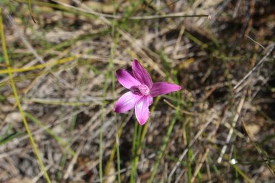 Caladenia emarginata, photographed by Em Lamond