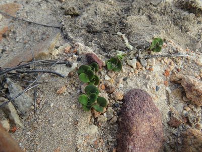 Oxalis algoensis, photographed by James Deacon