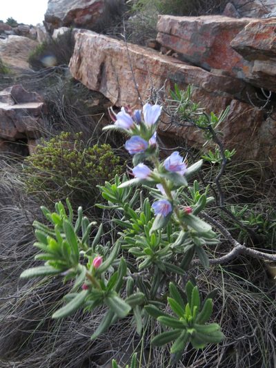 Lobostemon stachydeus, photographed by James Deacon
