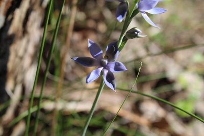 Thelymitra macrophylla, photographed by Em Lamond
