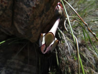 Ceropegia leptophylla, photographed by James Deacon