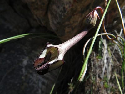 Ceropegia leptophylla, photographed by James Deacon
