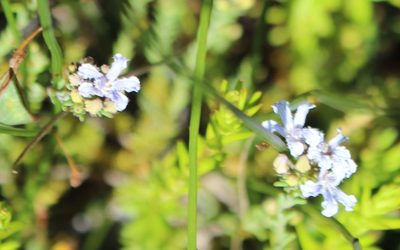 Leschenaultia expansa, photographed by Em Lamond