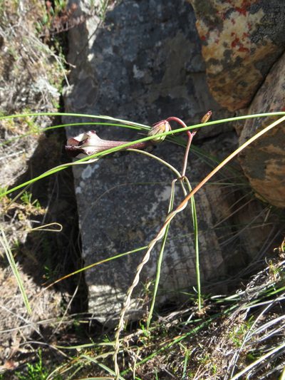 Ceropegia leptophylla, photographed by James Deacon