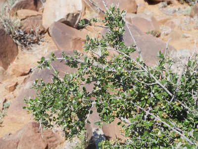 Grewia robusta, photographed by James Deacon