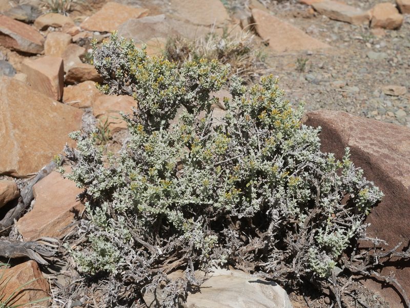 Helichrysum lucilioides, photographed by James Deacon