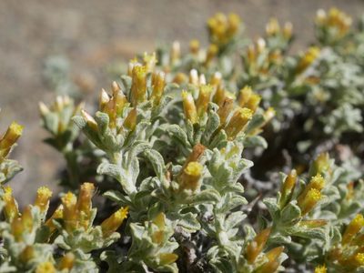 Helichrysum lucilioides, photographed by James Deacon