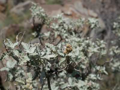 Buddleja glomerata, photographed by James Deacon
