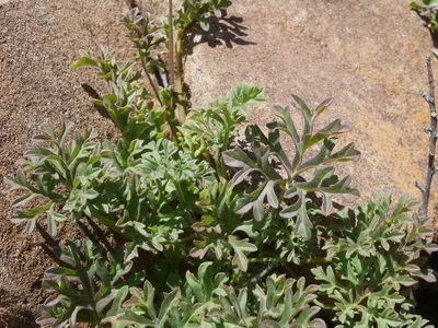 Pelargonium exhibens, photographed by James Deacon