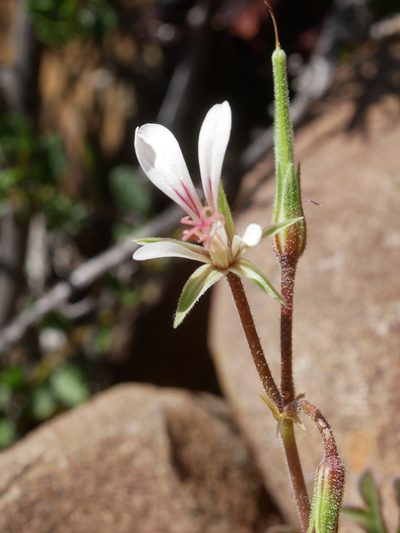 Pelargonium exhibens, photographed by James Deacon