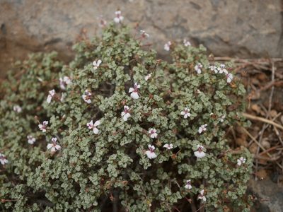 Pelargonium abrotanifolium, photographed by James Deacon
