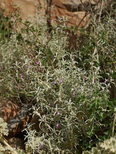 Stachys linearis, photographed by James Deacon