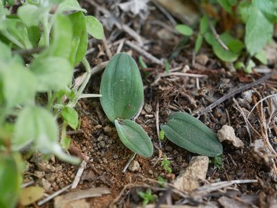 Striatula platyphylla, photographed by James Deacon