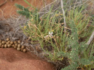 Pelargonium tragacanthoides, photographed by James Deacon