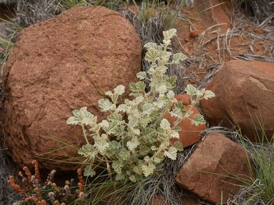 Hermannia vestita, photographed by James Deacon