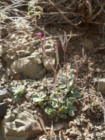 Adromischus humilis, photographed by James Deacon