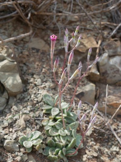 Adromischus humilis, photographed by James Deacon
