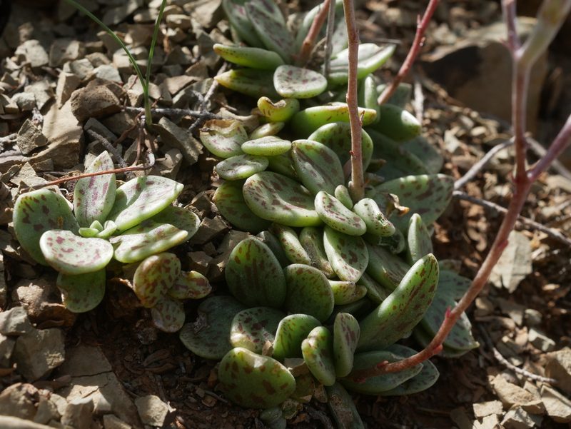 Adromischus humilis, photographed by James Deacon