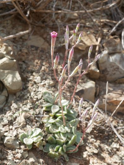 Adromischus humilis, photographed by James Deacon