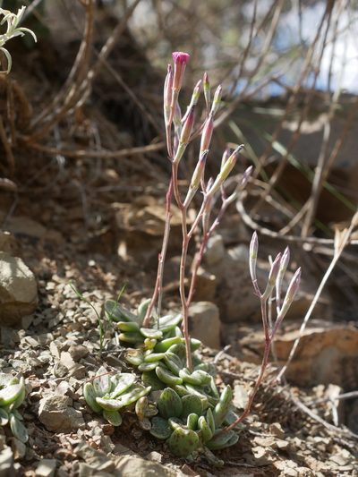 Adromischus humilis, photographed by James Deacon