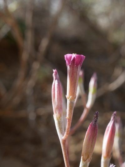 Adromischus humilis, photographed by James Deacon