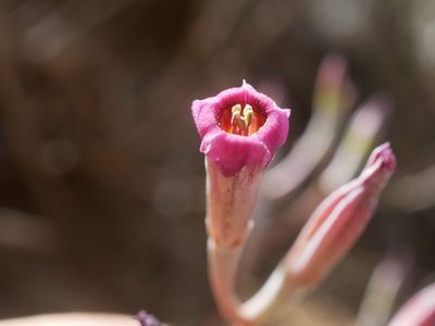 Adromischus humilis, photographed by James Deacon