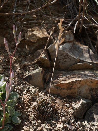 Haworthia marumiana, photographed by James Deacon