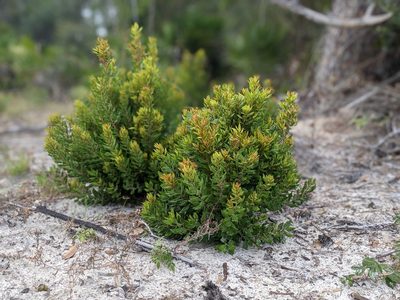 Lyonia ferruginea, photographed by Michelle Sevcovas