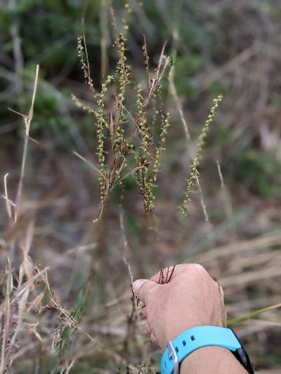 Iva microcephala, photographed by Michelle Sevcovas