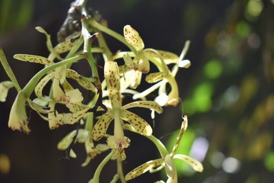 Epidendrum cristatum, photographed by J Alejandro González Castillo