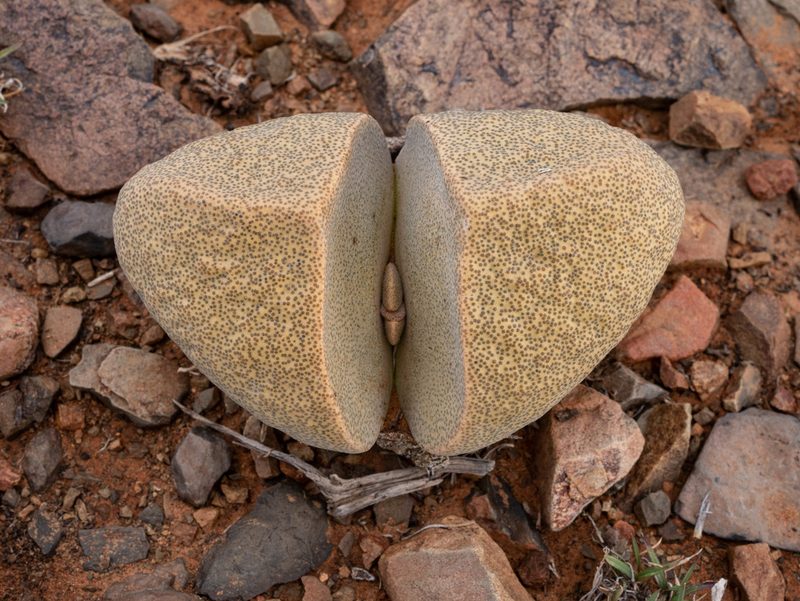 Pleiospilos bolusii, photographed by James Deacon